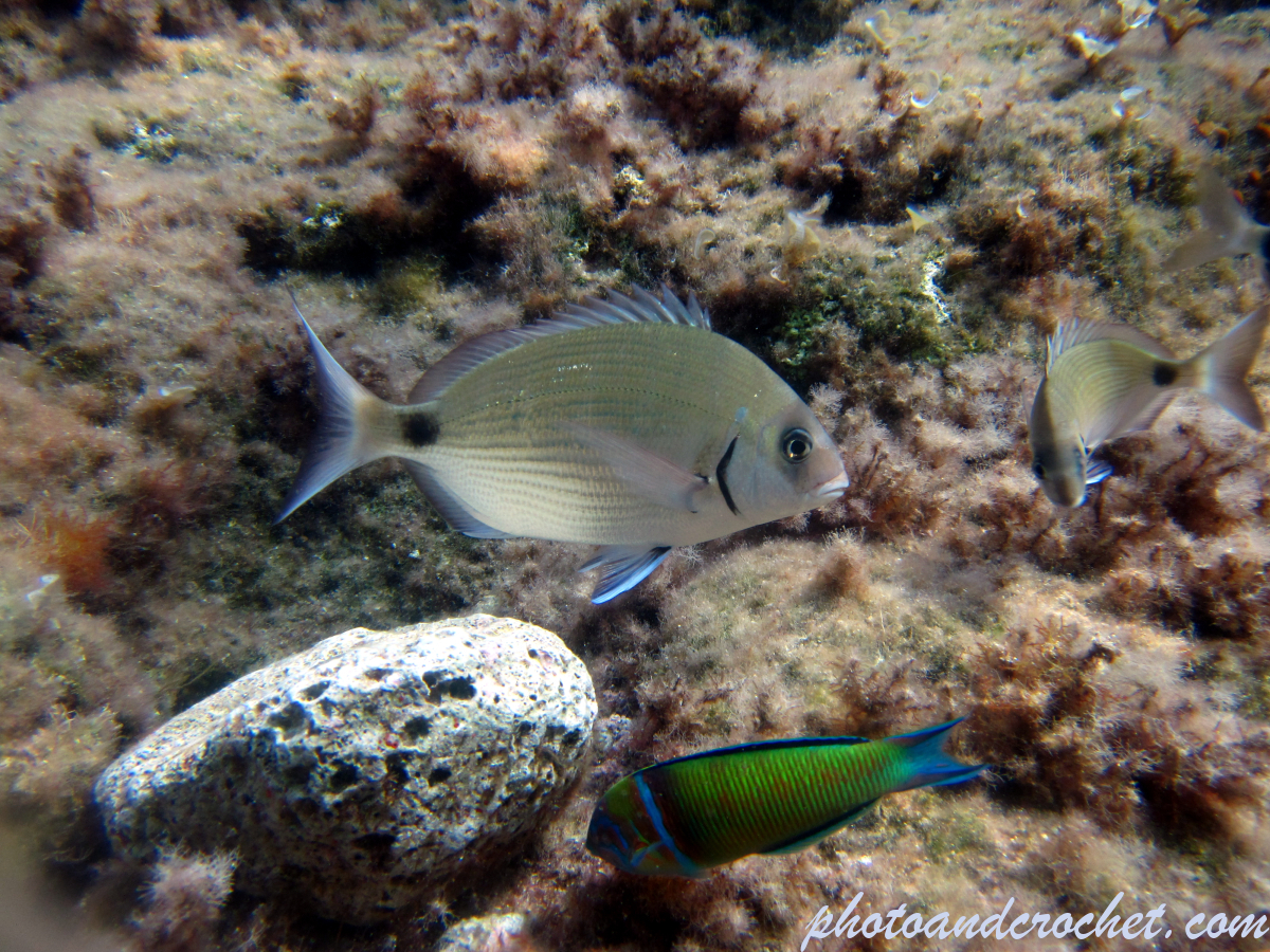 Saddled Seabream - Image